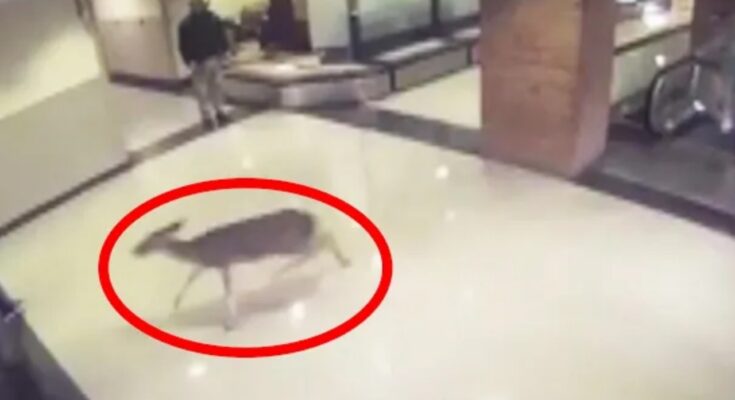 Video conmovedor: un ciervo herido ingresa al hospital y sube una escalera mecánica, mira un momento emocionante