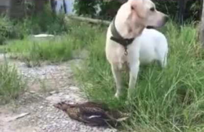 Mira: Un video de un pato comportándose como un actor para salvarse de un perro se ha vuelto viral