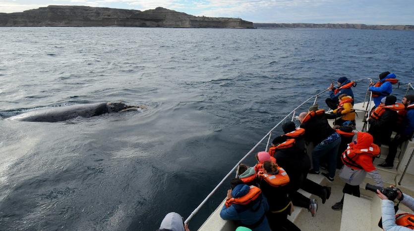 ¿Dónde ver ballenas en Puerto Pirámides?
