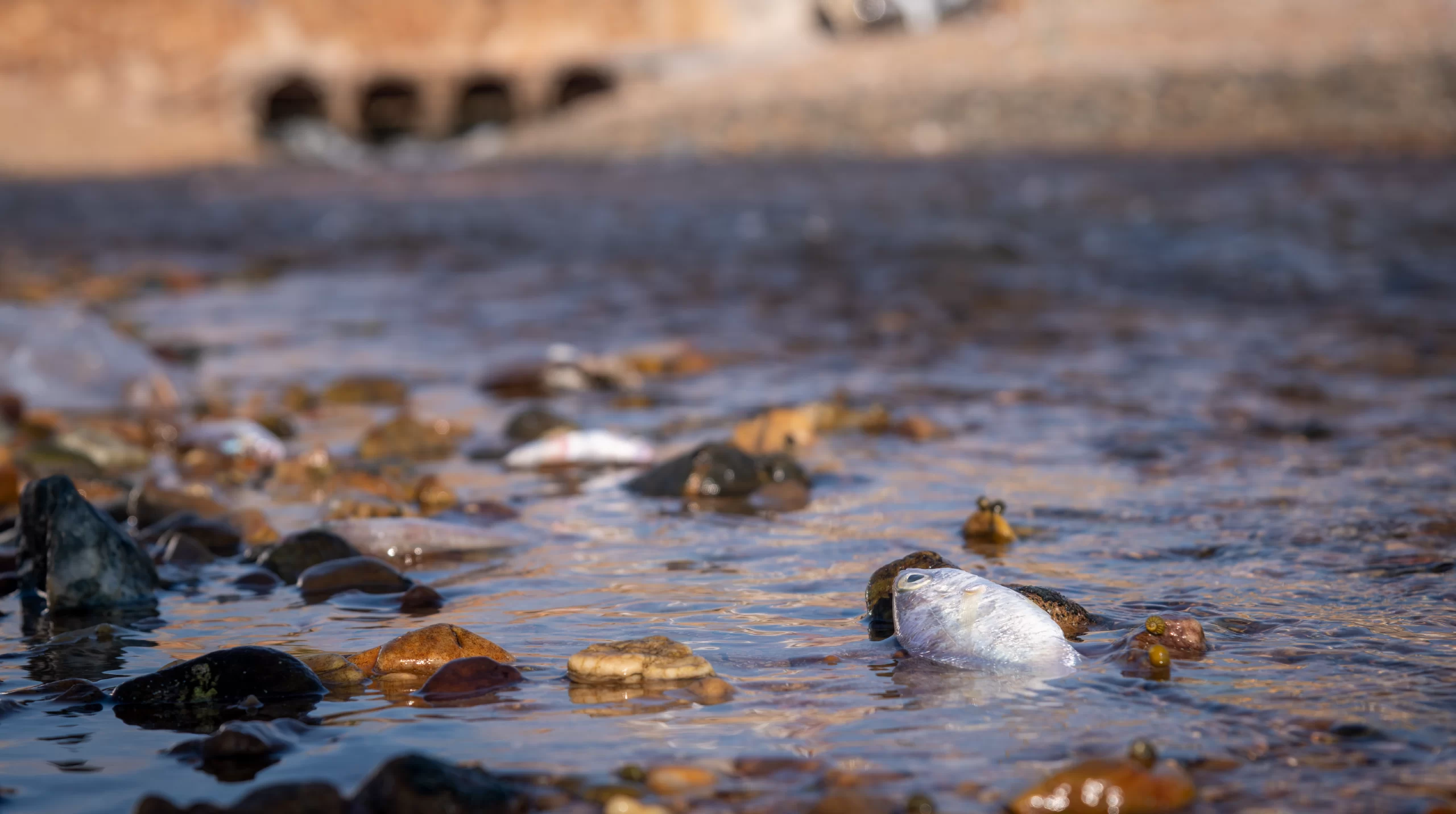 Medio ambiente en la costa patagónica ¿Qué podemos hacer para evitar dañarlo?