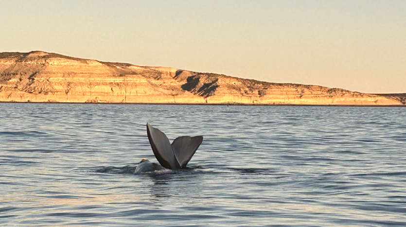 Punta Ballena ¿cuáles son los desafíos de conservación?